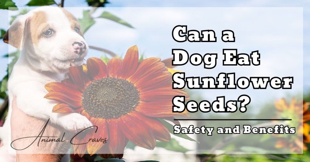 Can a Dog Eat Sunflower Seeds? Safety and Benefits Animal craves