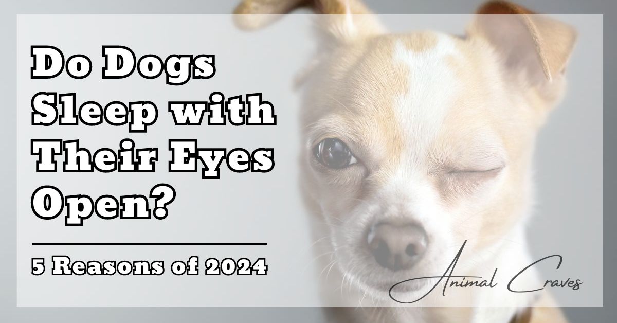 Why do Dogs Sleep with their Eyes Open 5 Reasons in 2024