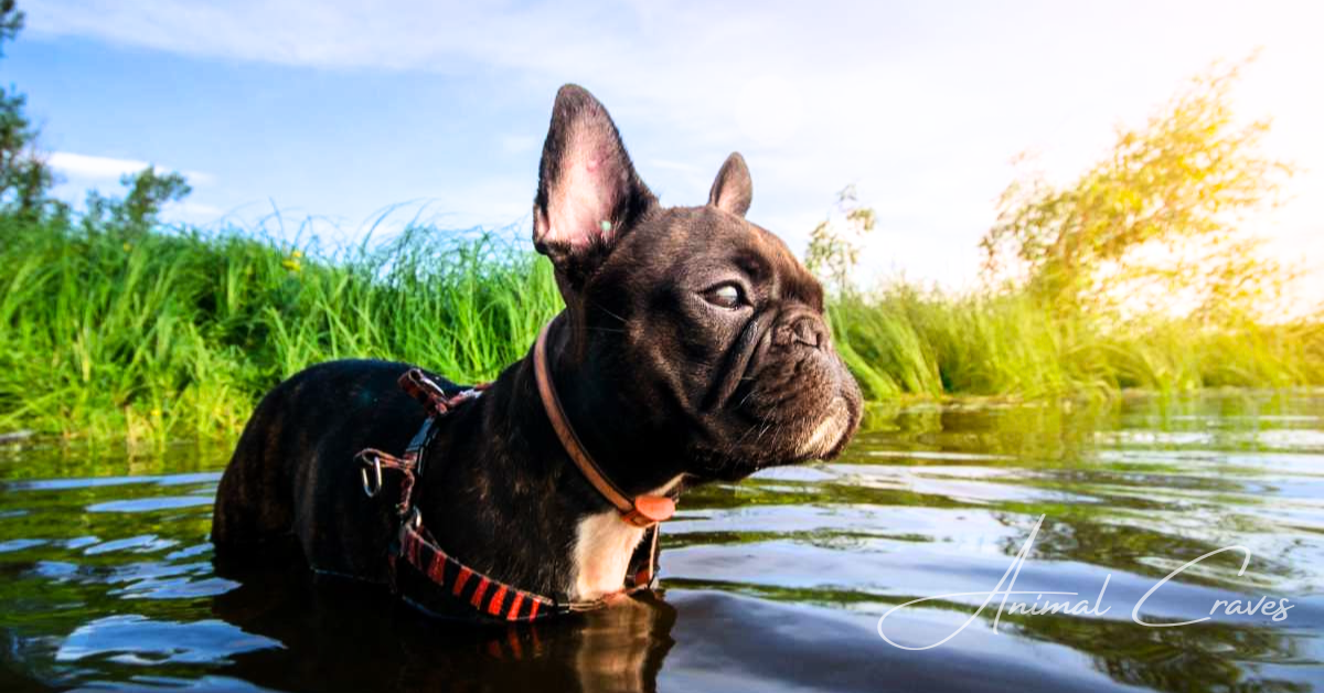 Duration a Frenchie's Dog Can Go Without Water