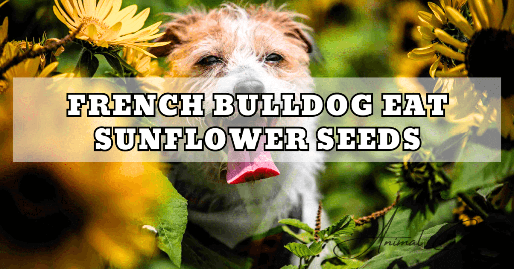 FRENCH BULLDOG EAT SUNFLOWER SEEDS