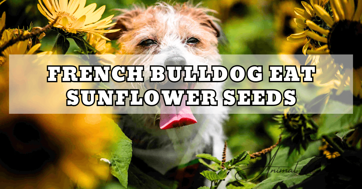 FRENCH BULLDOG EAT SUNFLOWER SEEDS