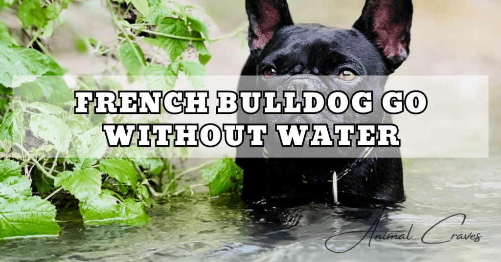 FRENCH BULLDOG GO WITHOUT WATER