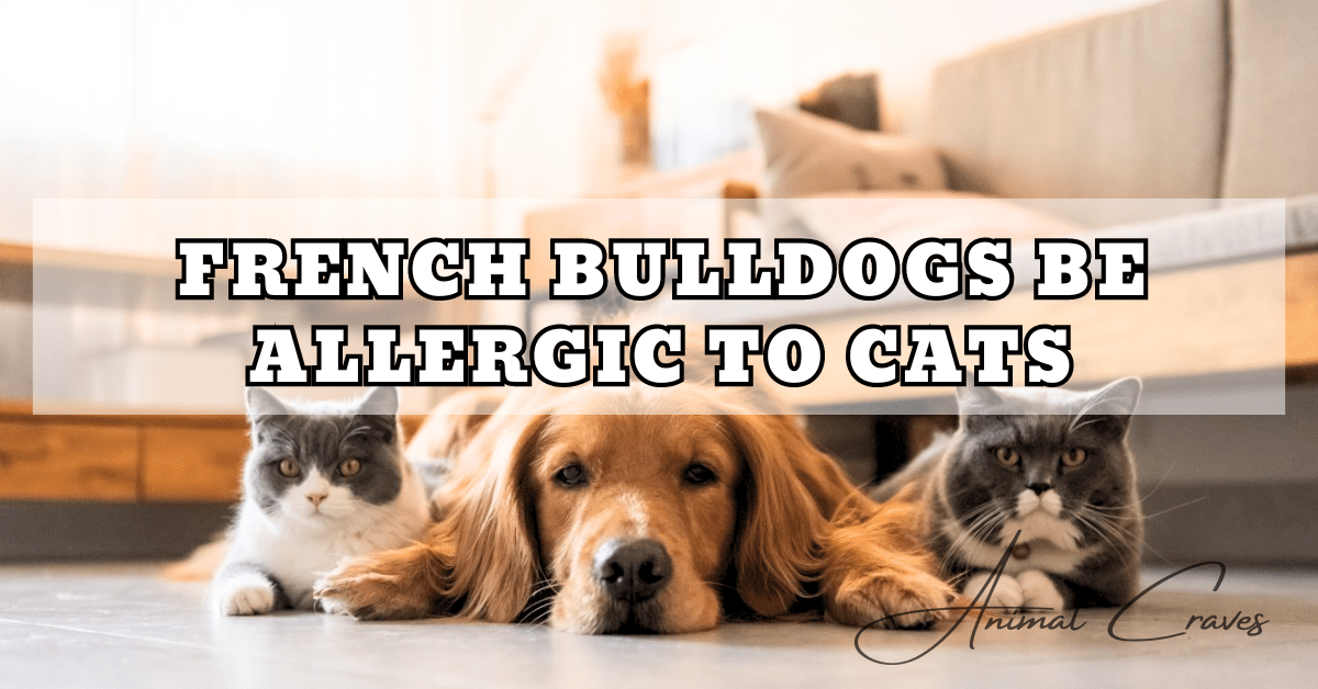 FRENCH BULLDOGS BE ALLERGIC TO CATS