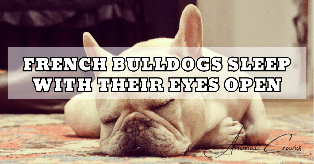 FRENCH BULLDOGS SLEEP WITH THEIR EYES OPEN