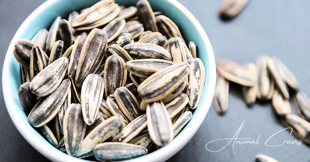 Nutritional Content of Sunflower Seeds