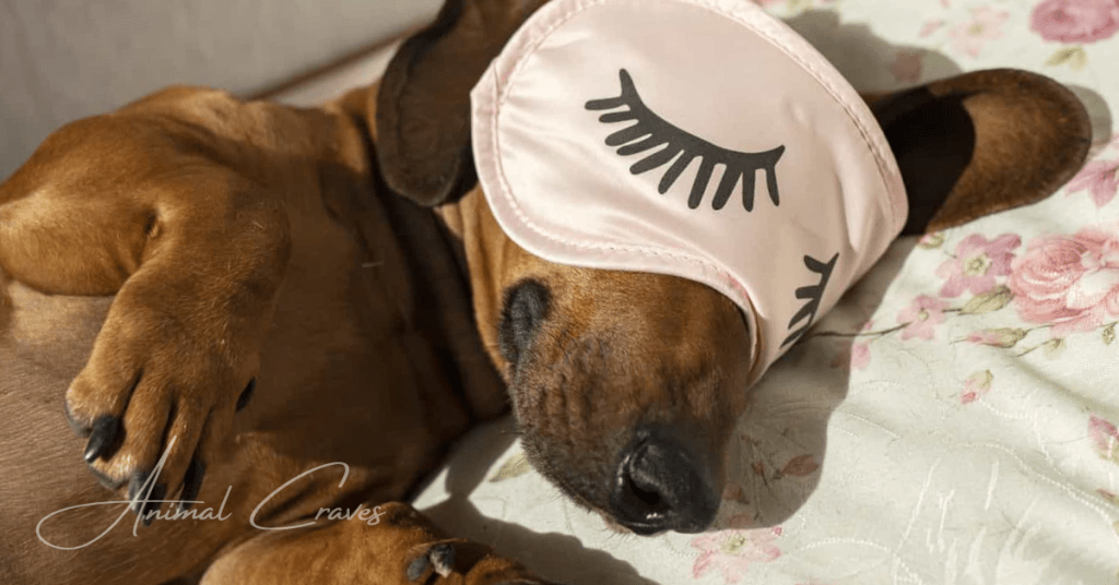 TIPS FOR ENSURING YOUR DOG SLEEPS COMFORTABLY