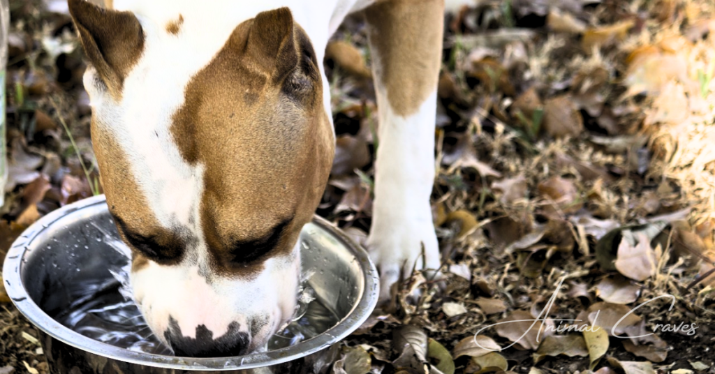 What to Do If Your Dog Isn't Drinking