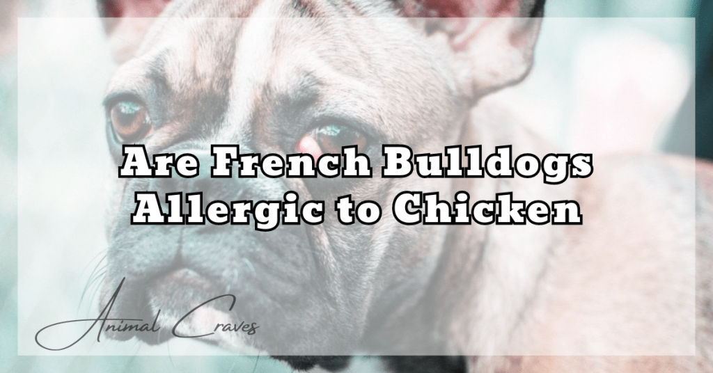 Are French Bulldogs Allergic to Chicken