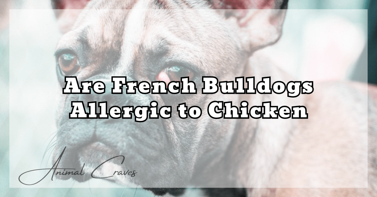 Are French Bulldogs Allergic to Chicken