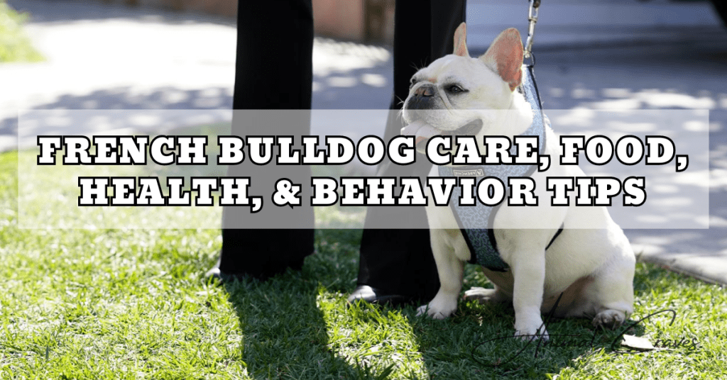 FRENCH BULLDOG CARE, FOOD, HEALTH