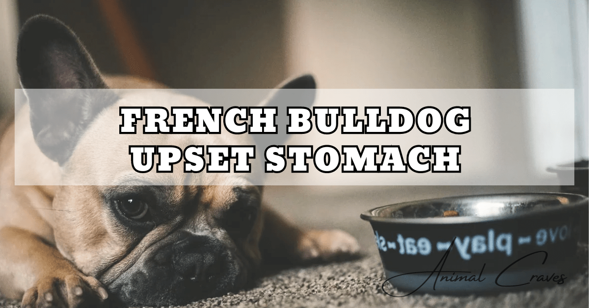 FRENCH BULLDOG UPSET STOMACH