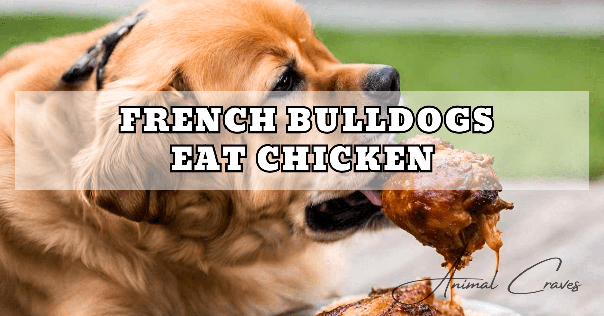 FRENCH BULLDOGS EAT CHICKEN