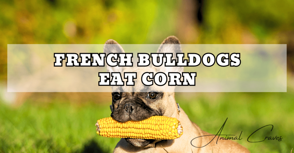 FRENCH BULLDOGS EAT CORN