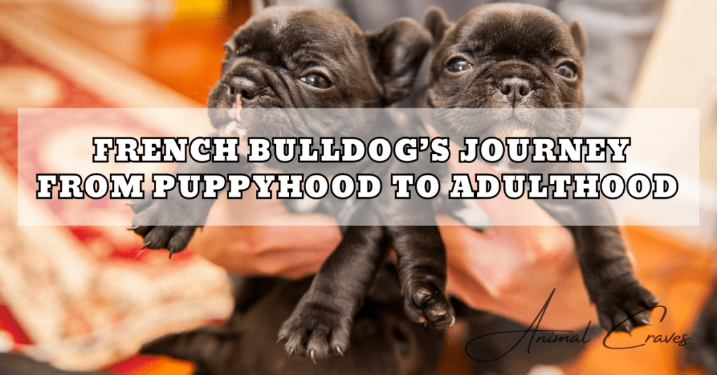 FRENCH BULLDOG’S JOURNEY FROM PUPPYHOOD TO ADULTHOOD