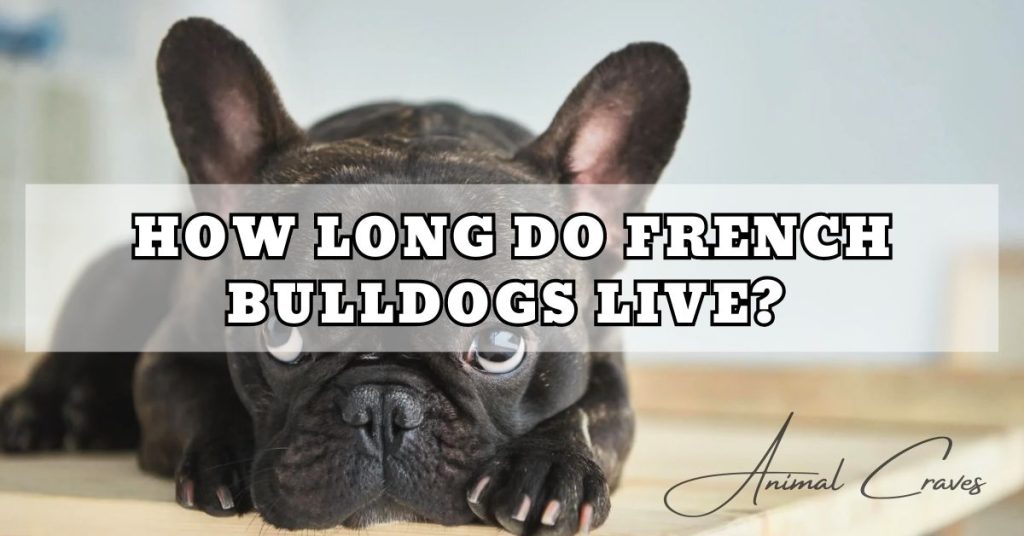 HOW LONG DO FRENCH BULLDOGS LIVE