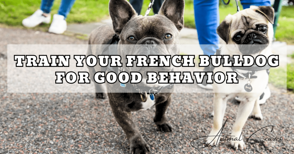 FRENCH BULLDOG UPSET STOMACH