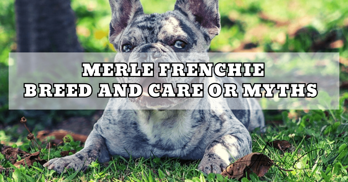 WHAT IS A MERLE FRENCHIE