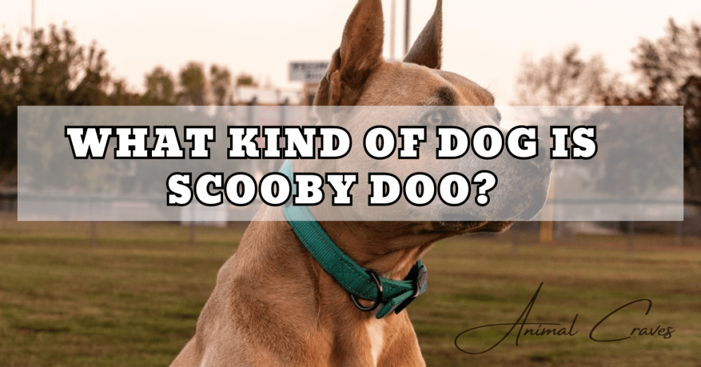 WHAT KIND OF DOG IS SCOOBY DOO