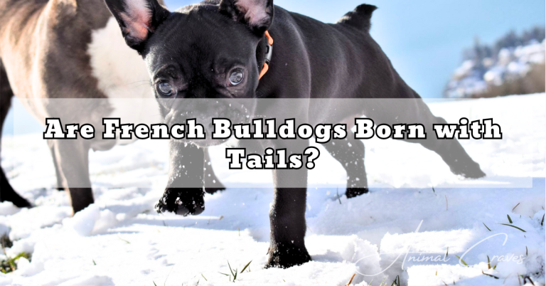 Are French Bulldogs Born with Tails?
