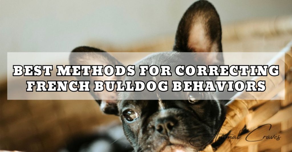 BEST METHODS FOR CORRECTING FRENCH BULLDOG BEHAVIORS