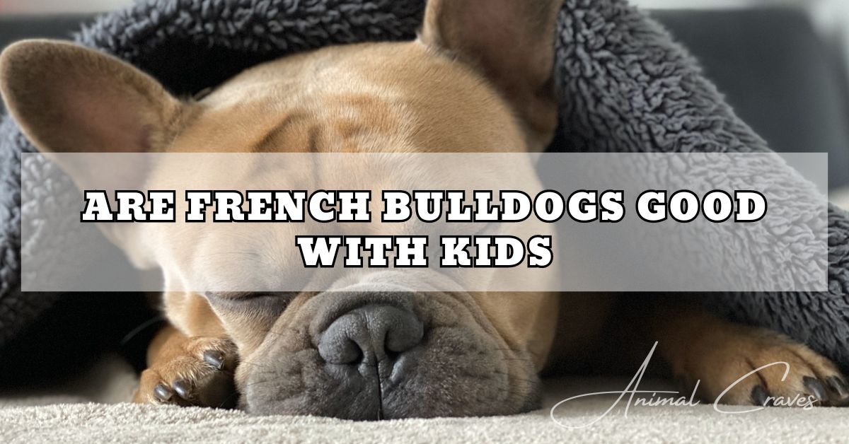 FRENCH BULLDOG HEALTH ISSUES