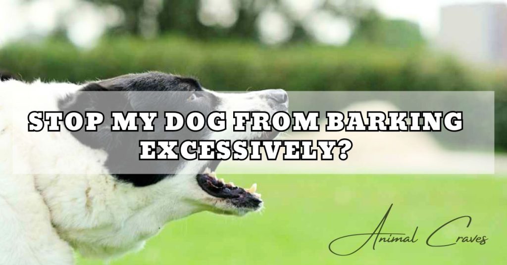 HOW CAN I STOP MY DOG FROM BARKING EXCESSIVELY