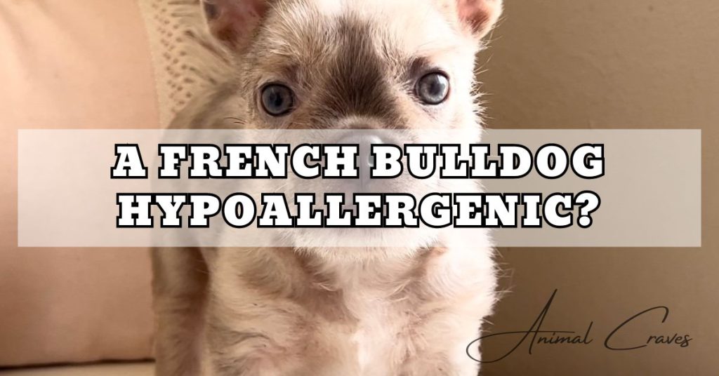 HOW IS A FRENCH BULLDOG HYPOALLERGENIC