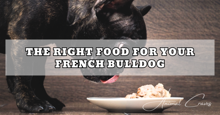 HOW TO CHOOSE THE RIGHT FOOD FOR YOUR FRENCH BULLDOG