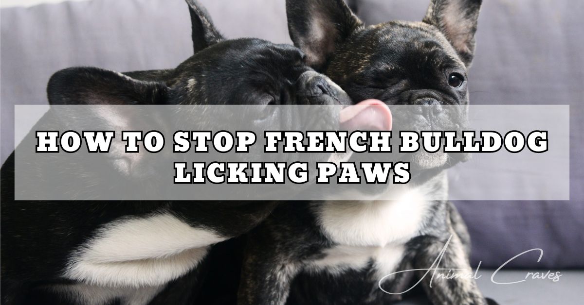 HOW TO STOP FRENCH BULLDOG LICKING PAWS