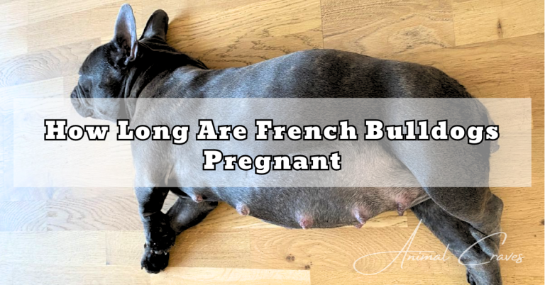 How Long Are French Bulldogs Pregnant