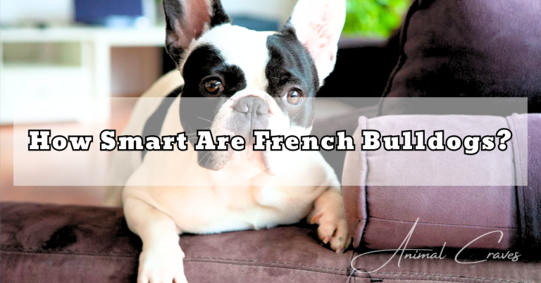How Smart Are French Bulldogs