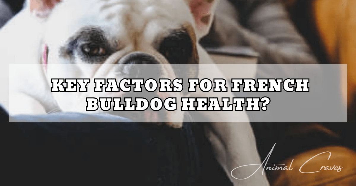 WHAT ARE THE KEY FACTORS FOR FRENCH BULLDOG HEALTH?