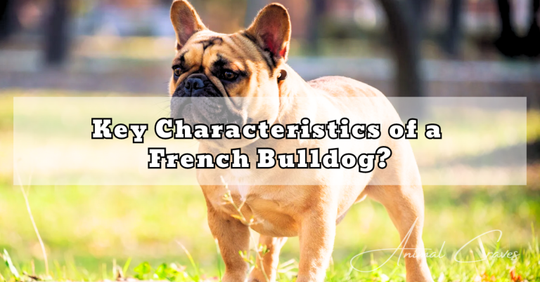 key characteristics of a French Bulldog