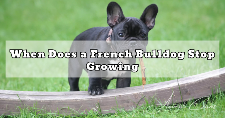 When Does a French Bulldog Stop Growing