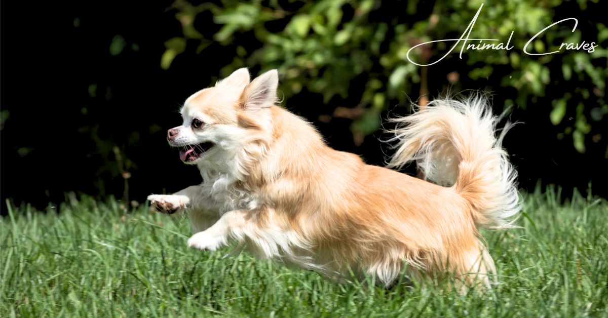 Average Size of a Long-Haired Chihuahua