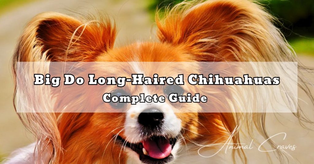 Big Do Long-Haired Chihuahuas