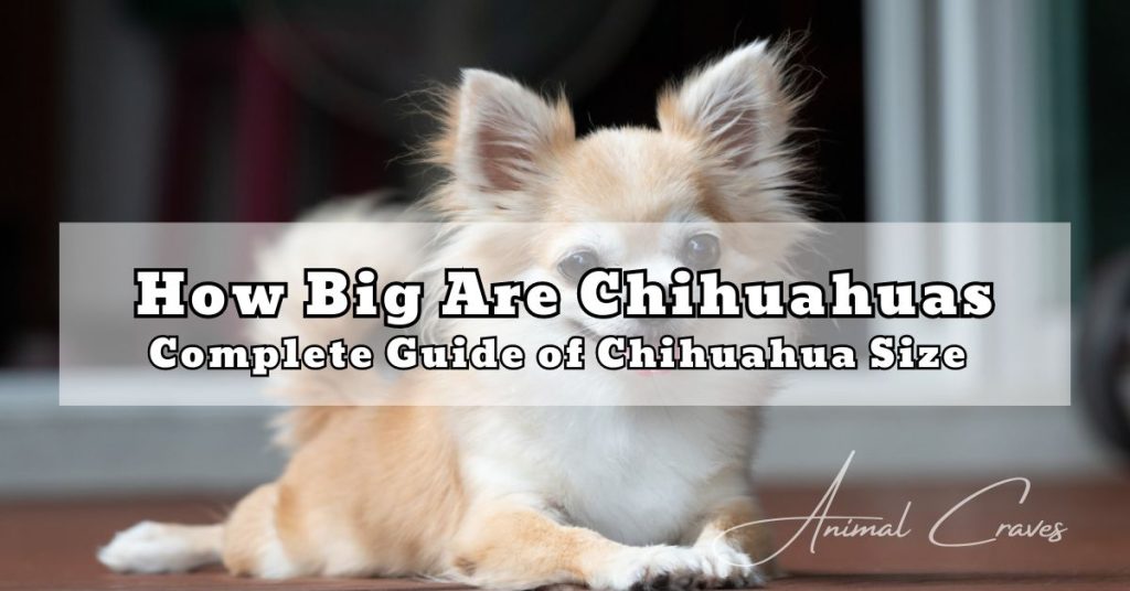 How Big Are Chihuahuas